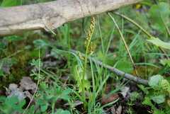Botrychium lunaria