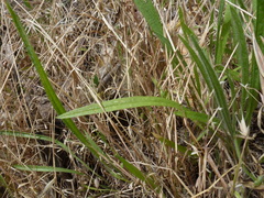 Plantago gaudichaudii