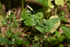 Emilia javanica