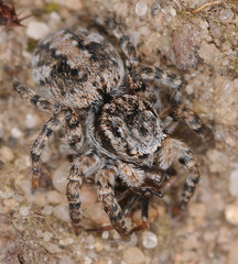 Aelurillus v-insignitus