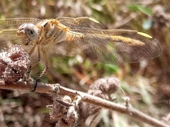 Orthetrum angustiventre