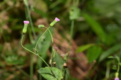 Emilia javanica