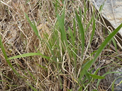 Plantago gaudichaudii
