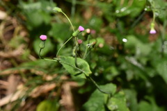 Emilia javanica