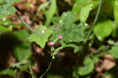 Emilia javanica