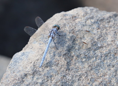 Orthetrum chrysostigma