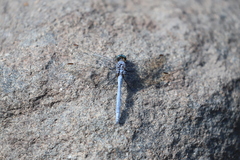 Orthetrum chrysostigma
