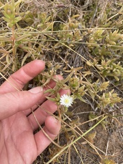 Delosperma inconspicuum