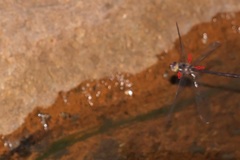 Austrocordulia refracta