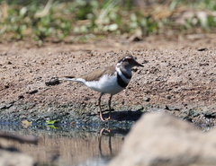 Charadrius tricollaris