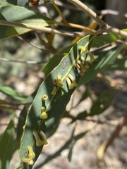 Perga affinis