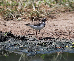 Charadrius tricollaris