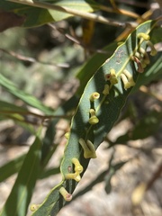 Perga affinis