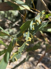 Perga affinis