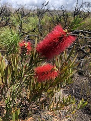 Melaleuca pachyphylla