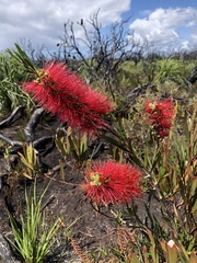 Melaleuca pachyphylla