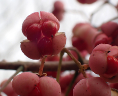 Euonymus hamiltonianus