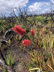 Melaleuca pachyphylla