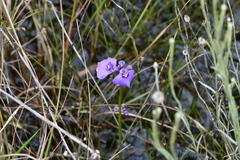 Utricularia dichotoma
