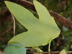 Passiflora subpeltata
