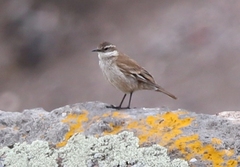 Cinclodes albiventris