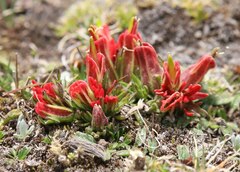 Castilleja pumila