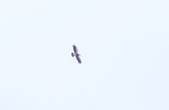 Daptrius megalopterus