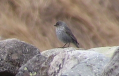 Geospizopsis unicolor