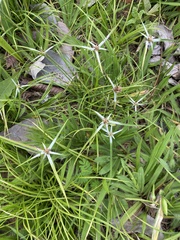 Rhynchospora nervosa