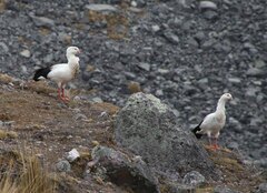 Oressochen melanopterus