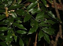 Capparis arborea