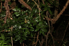 Capparis arborea