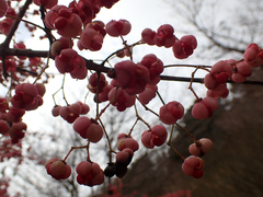 Euonymus hamiltonianus