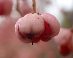 Euonymus hamiltonianus