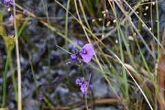 Utricularia dichotoma