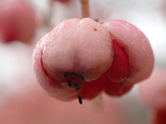 Euonymus hamiltonianus