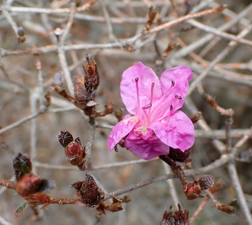 Rhododendron nudipes iNat (2)