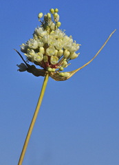 Allium pallens