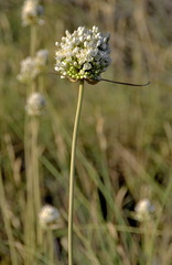 Allium pallens