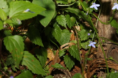 Lobelia trigonocaulis