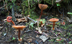 Lactarius neotabidus