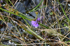 Utricularia dichotoma