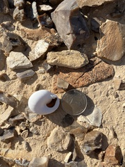 Sphincterochila