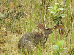 Sylvilagus apollinaris