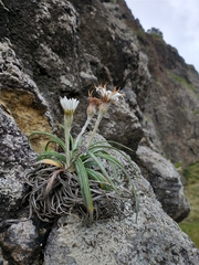 Celmisia major major