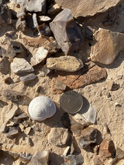 Sphincterochila