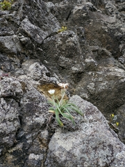 Celmisia major major