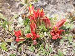 Castilleja pumila