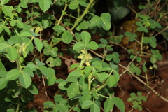 Crotalaria pallida