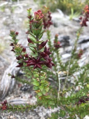 Philotheca buxifolia